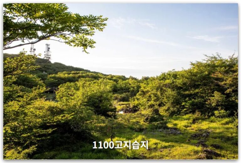 제주 1100고지습지 탐방 가이드: 주차 및 여행 꿀팁